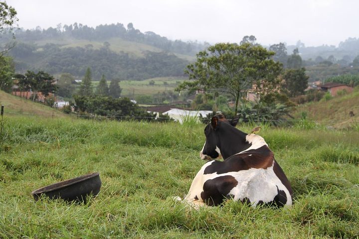 Vaca echada en un potrero